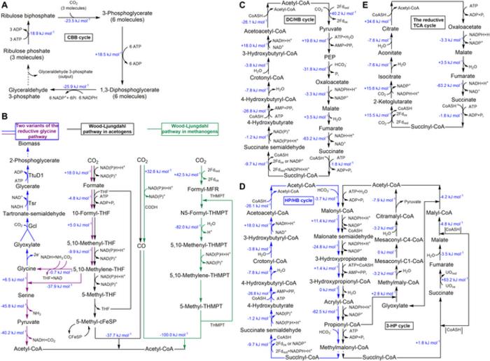 Fig. 1. Existing naturally existed CO2 fixation pathways.