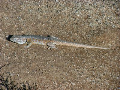 <i>Liolaemus nigromaculatus</i>