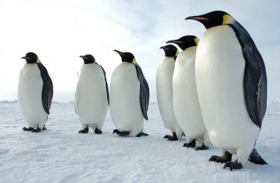 Emperor Penguins
