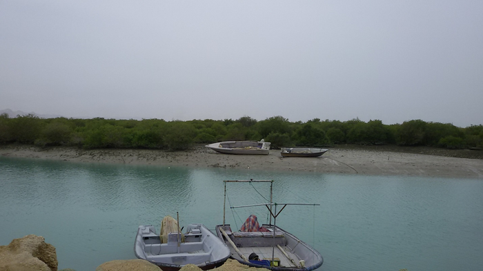 Mangrove ecosystems on Qeshm Island in the Persian Gulf, Iran