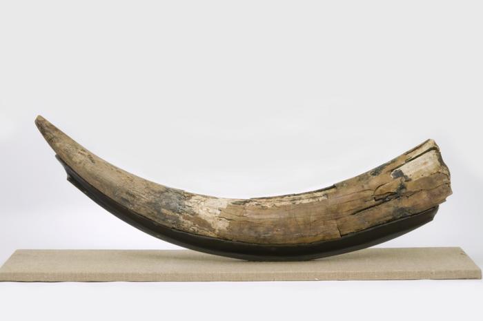 A mastodon tusk found in Nova Scotia