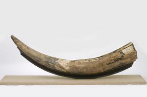 A mastodon tusk found in Nova Scotia