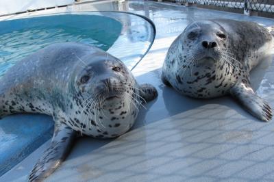 Spotted Seals