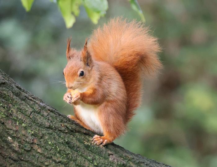 Red Squirrel on the Isle of Wight