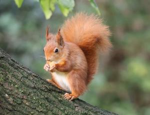 Red Squirrel on the Isle of Wight