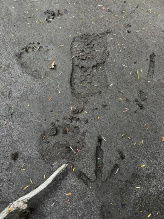 Footprints from bears, eagles, and humans