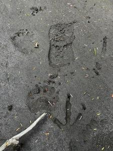 Footprints from bears, eagles, and humans