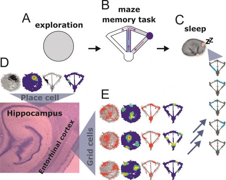 Beim Erinnern an Bewegung agiert der entorhinale Kortex unabhÃ¤ngig vom Hippocampus 