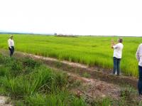 Rice Field, Colombia