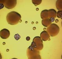 <i>Pseudomonas</i> on Agar Plate