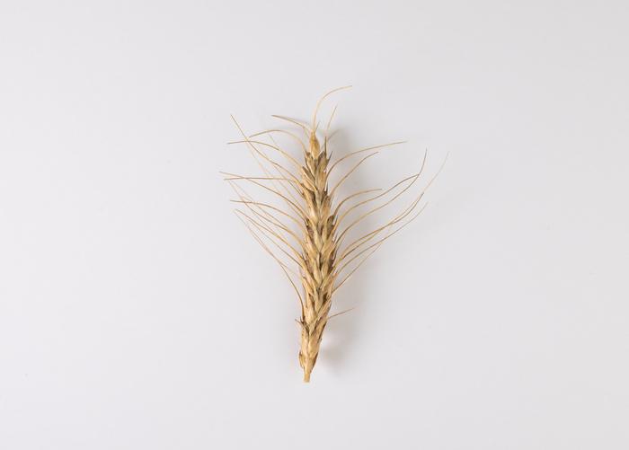 Waxes on wheat