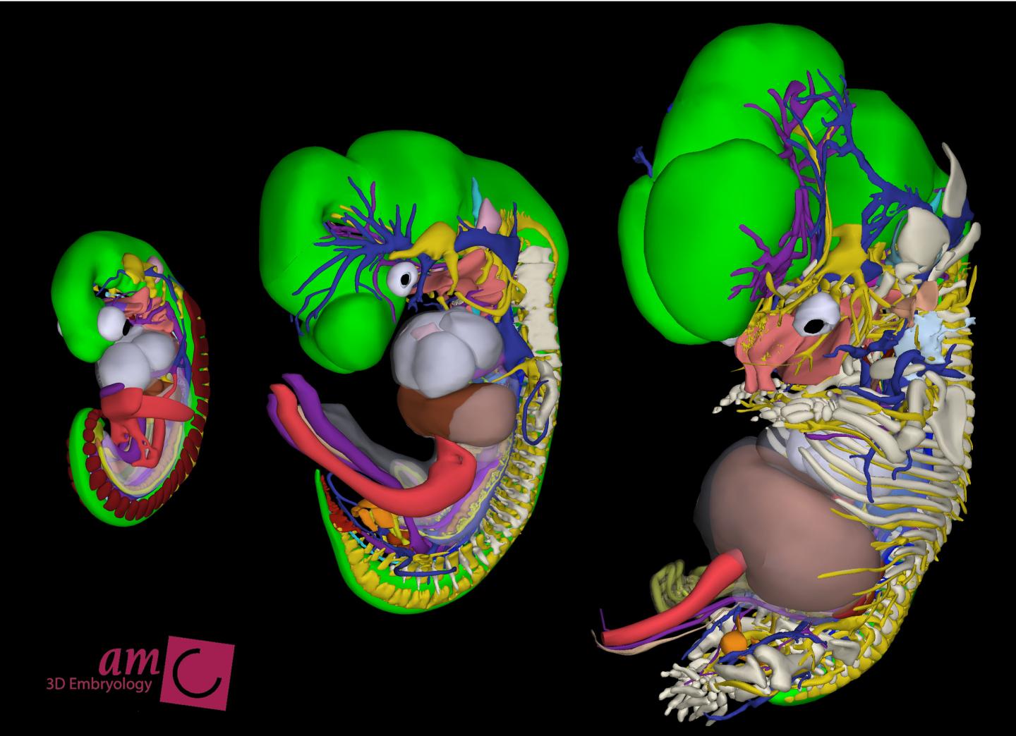 Interactive Map of the Developing Human Embryo (1 of 4)