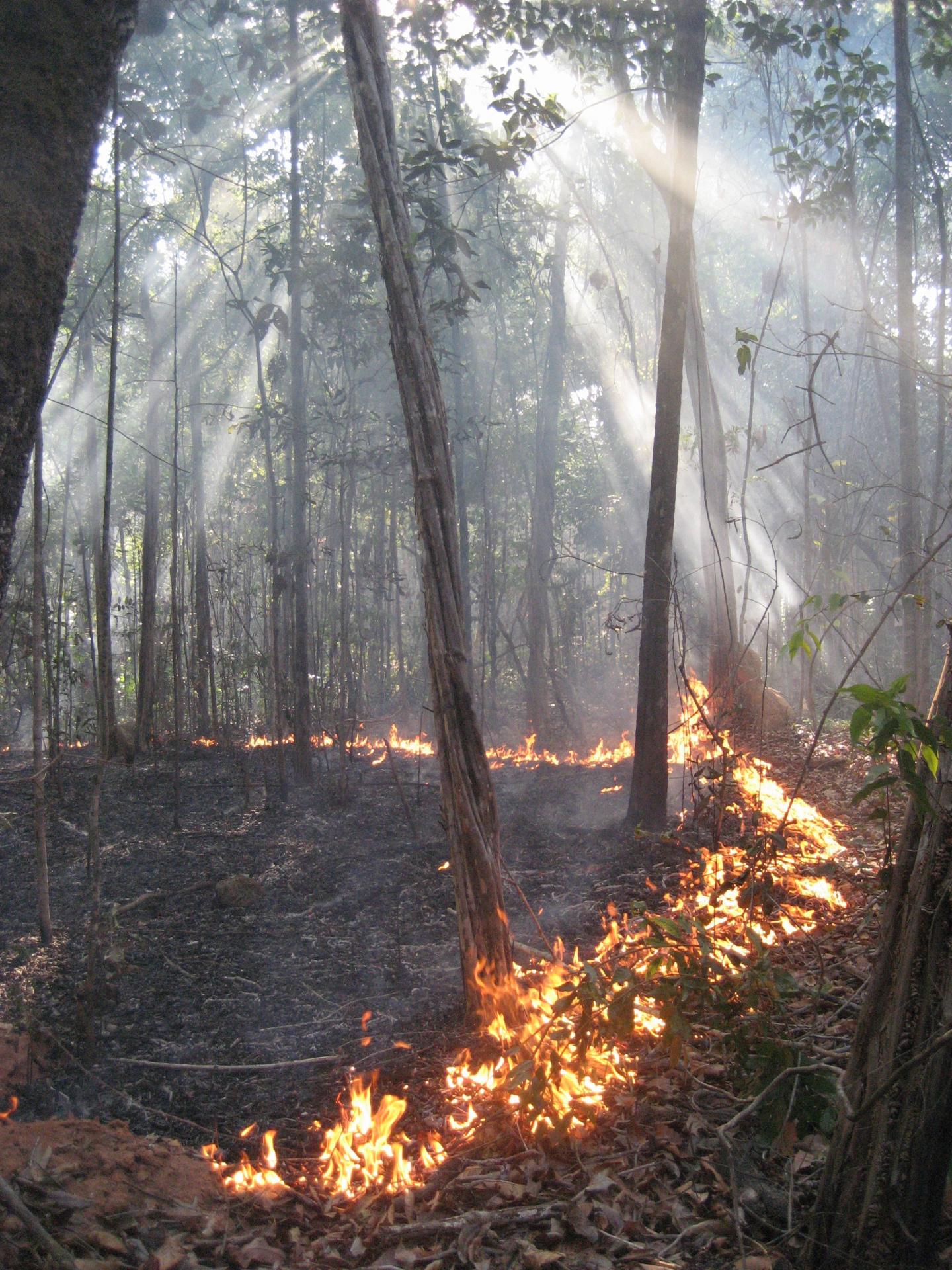 Amazon Wildfire