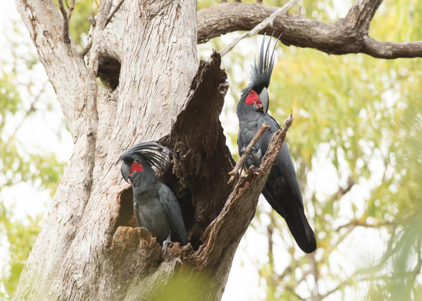 Drumming Cockatoos Tap on Trees to a Beat (1 of 8)