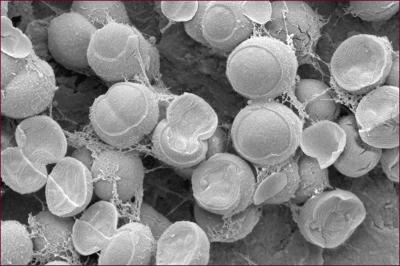 A Renewable Energy Source: Tiny Microbes