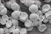 A Renewable Energy Source: Tiny Microbes