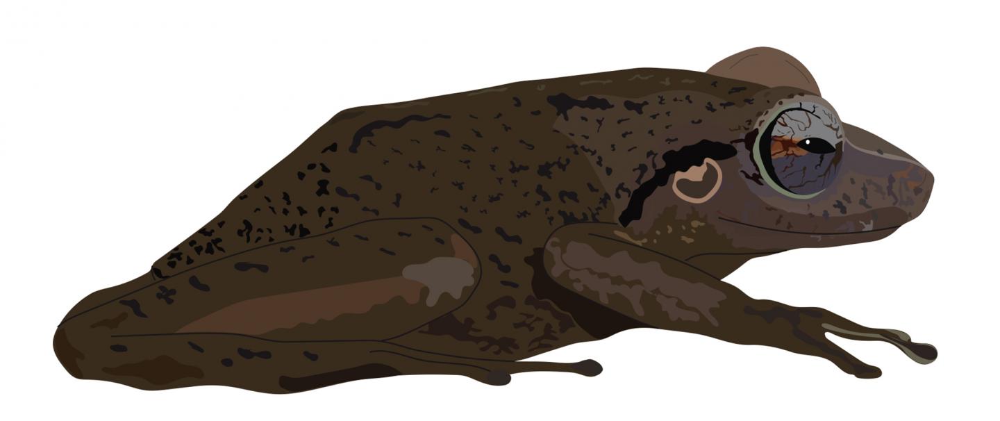 Coquí Frog Fossil Is Oldest in Caribbean