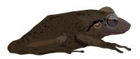 Coquí Frog Fossil Is Oldest in Caribbean