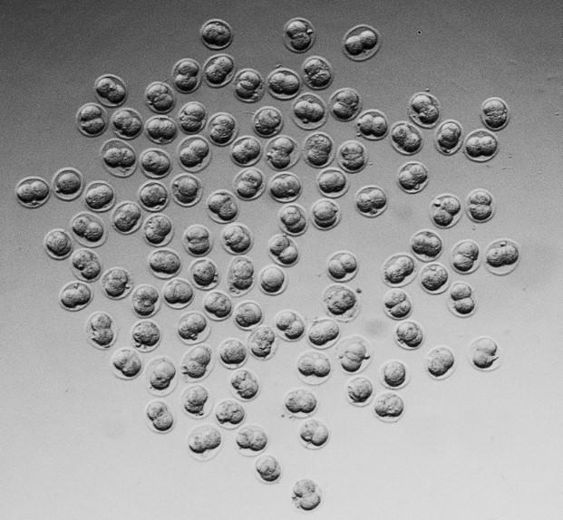 2-Cell Stage Embryos