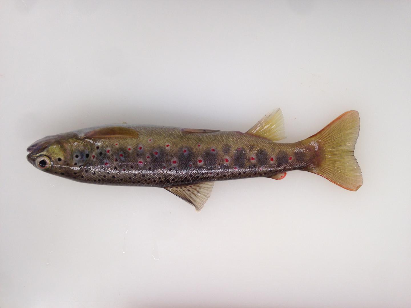 Brown Trout