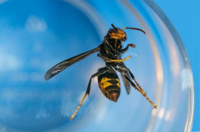 The Asian hornet is feared to pose a major threat to honey production, pollination services, biodiversity, and native hornet, bee, and wasp populations
