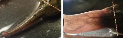 Regeneration Science Takes a Leap Forward