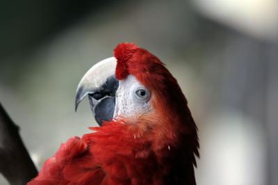 Parrot