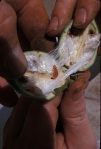 Pink Bollworm