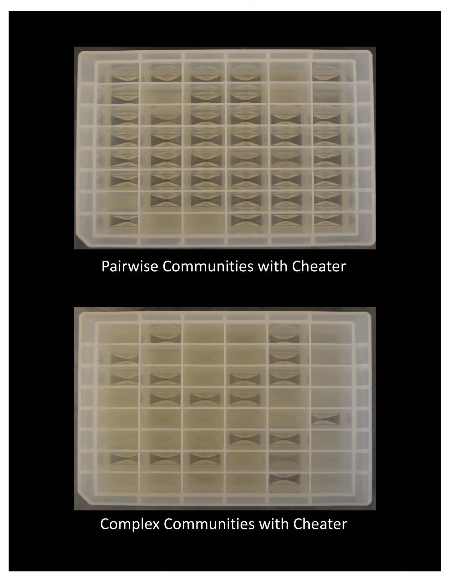 Species Richness and Redundancy Maintain Ecological Mutualisms (1 of 3)