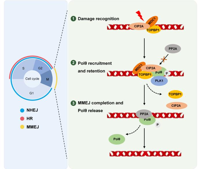 CIP2A Found to Link DNA Repair and Tumor Sensitivity to Radiotherapy