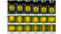 Reactions of egg yolk under impact
