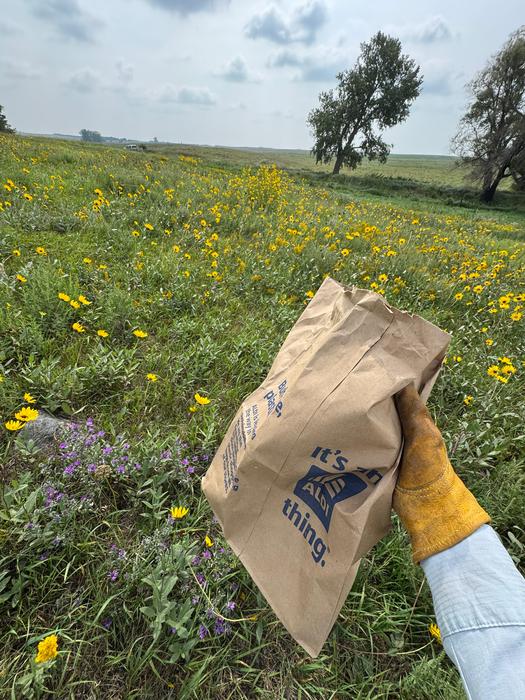 Collecting native seeds