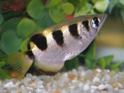 Archer Fish