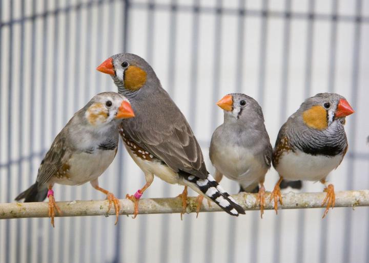 Zebra Finches