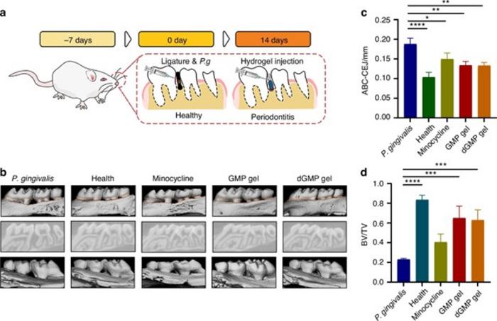 Periodontal disease prevention model using nucleoside hydrogel