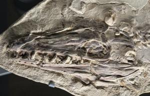 Platecarpus mosasaur skull from Dinosaur Hall