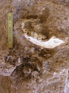 Mandible ThI-GH-10717 during the excavation