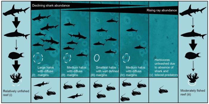Shark and Ray Abundance