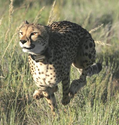 Cheetah Photographed During the Queen's University Belfast-Led Study