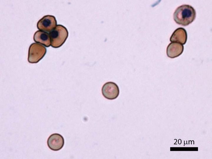 Lab-Grown Human Blood Cells