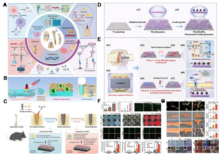 Fig. 4. Fabrication of multifunctional implants with integrated antibacterial and osteogenic properties