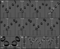 Bubble Bifurcation Process