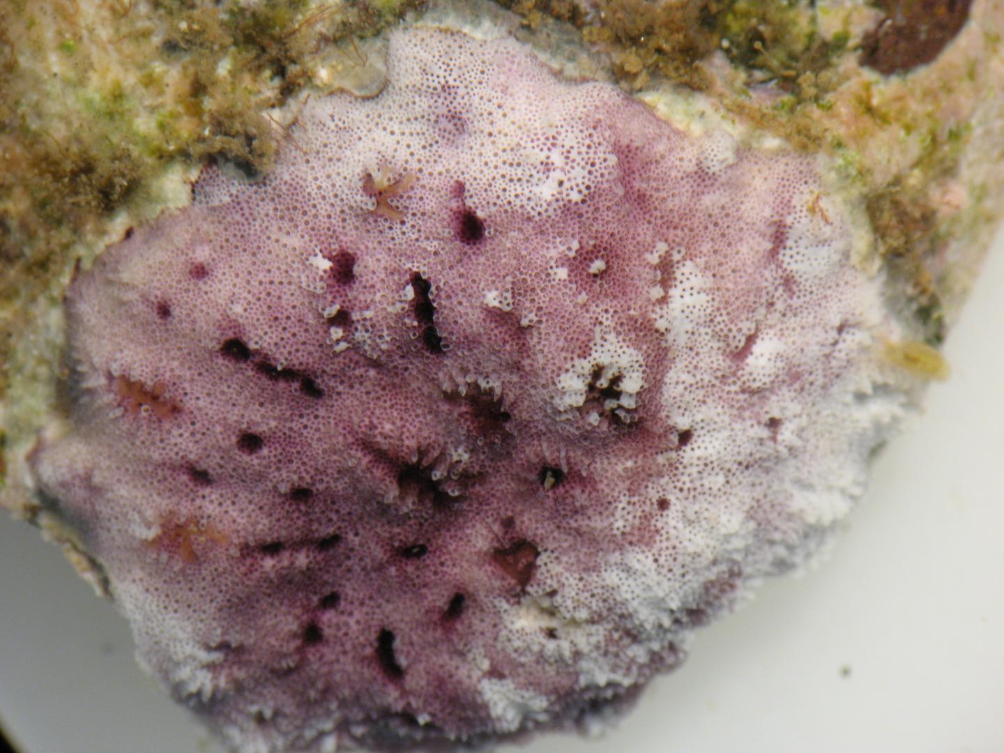 New Colonial Marine Organisms Discovered in Madeira