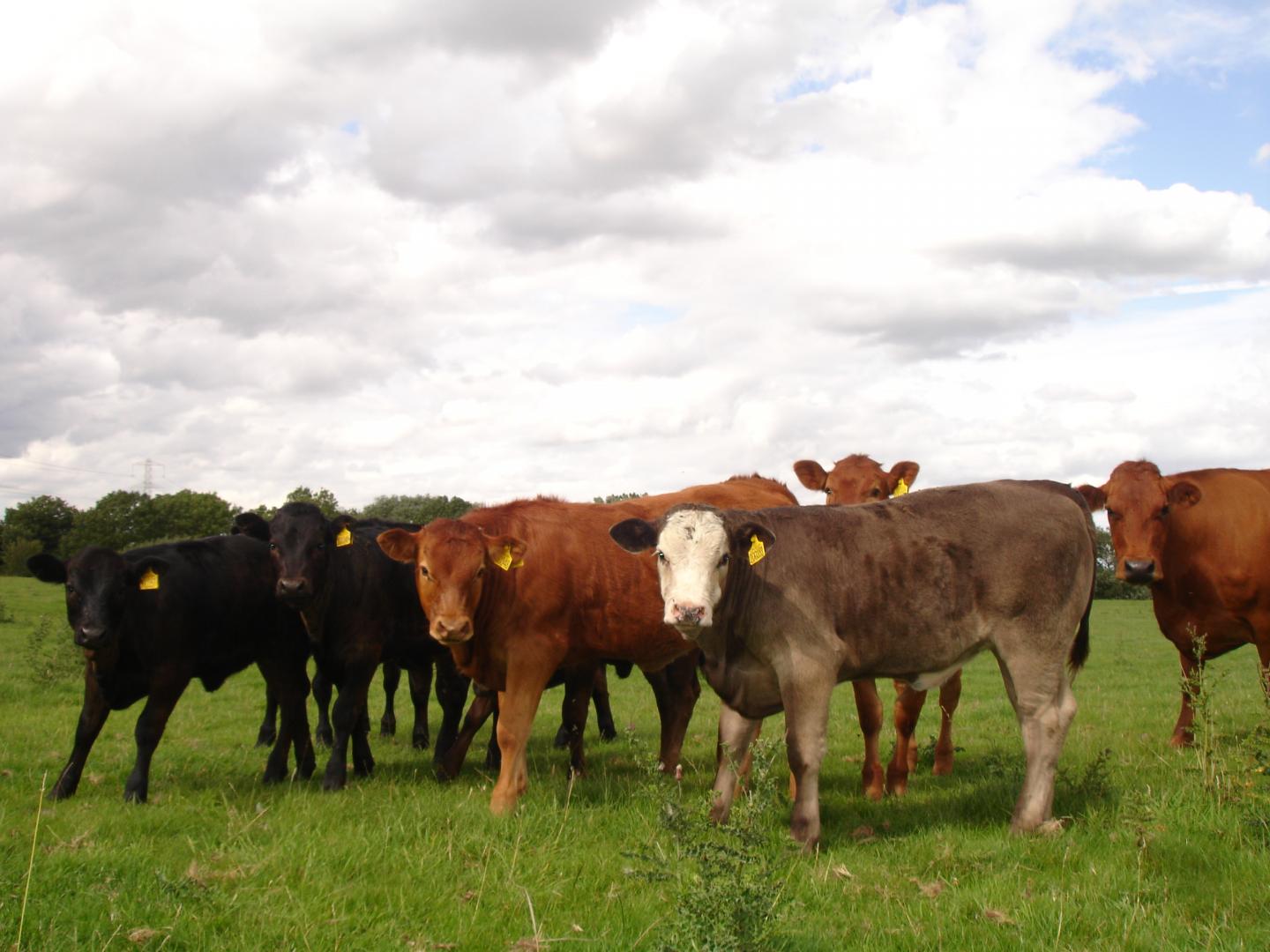 Healthy Cattle