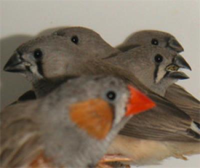 Zebra Finches