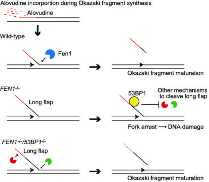 DNA repair with FEN1 knockdown and concurrent 53BP1 knockdown.