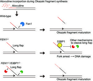 DNA repair with FEN1 knockdown and concurrent 53BP1 knockdown.
