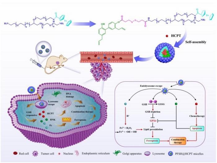 Schematic representation of nano prodrug micelles for enhanced ferroptosis and chemotherapy.