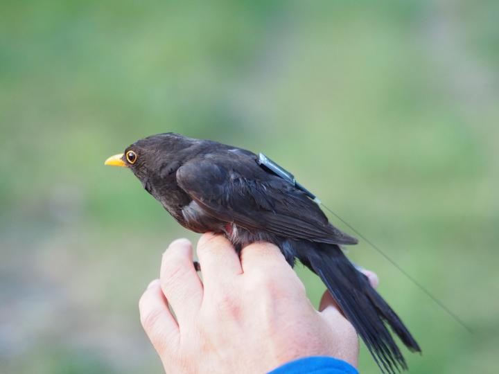 Bird with ICARUS Transmitter