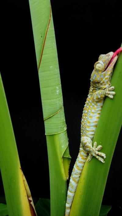 Gecko